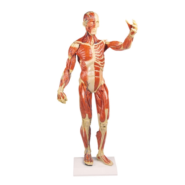 Mišična figura, 30 delov, 85 cm