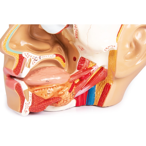 Model glave, 4 deli - EZ Augmented Anatomy