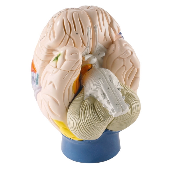 Neuroanatomski možgani, 4-delni, v 2-kratni naravni velikosti
