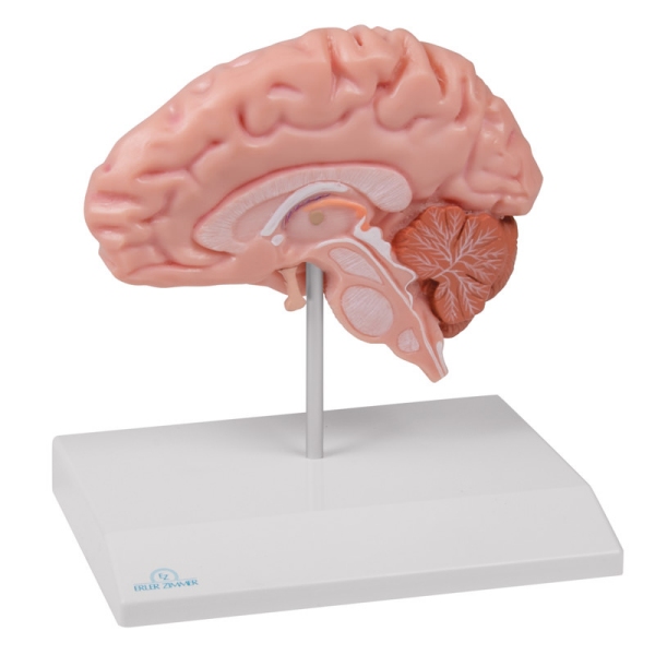Anatomska polovica možganov v naravni velikosti - EZ Augmented Anatomy