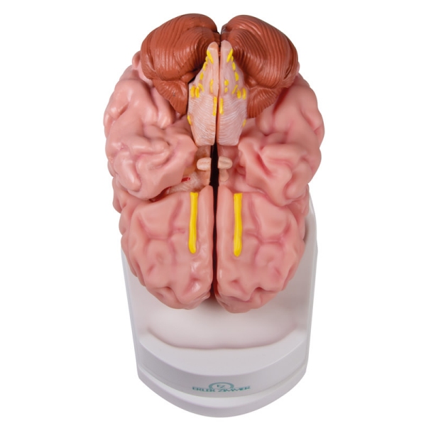 Anatomski model možganov v naravni velikosti, 5 delov - EZ Augmented Anatomy