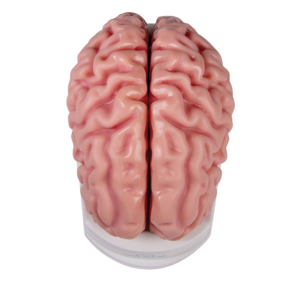 Anatomski model možganov v naravni velikosti, 5 delov - EZ Augmented Anatomy