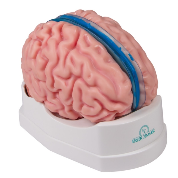 Anatomski model možganov v naravni velikosti, 5 delov - EZ Augmented Anatomy