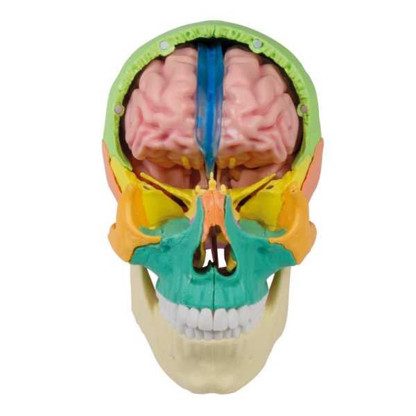 Anatomski model možganov v naravni velikosti, 5 delov - EZ Augmented Anatomy