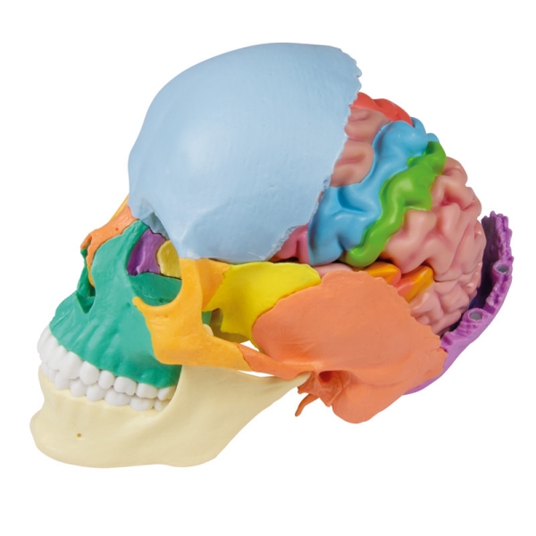 Anatomski model možganov v naravni velikosti, 5 delov - EZ Augmented Anatomy