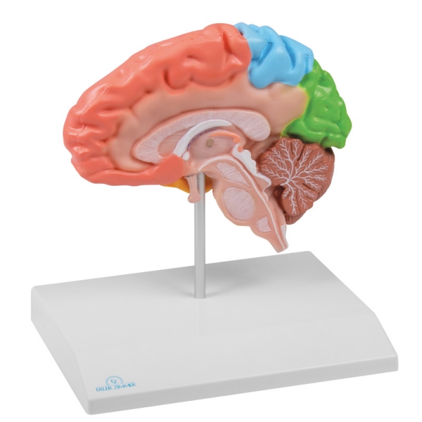 Regionalna polovica možganov v naravni velikosti - EZ Augmented Anatomy