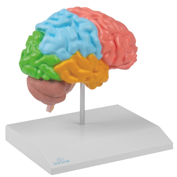 Regionalna polovica možganov v naravni velikosti - EZ Augmented Anatomy