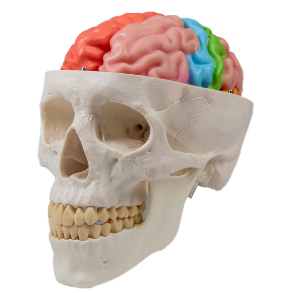 Funkcionalni in regionalni model možganov, v naravni velikosti, 5 delov - EZ Augmented Anatomy
