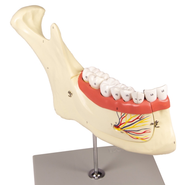 Lower jaw, 6 parts