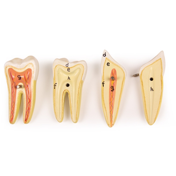 Lower jaw, 6 parts