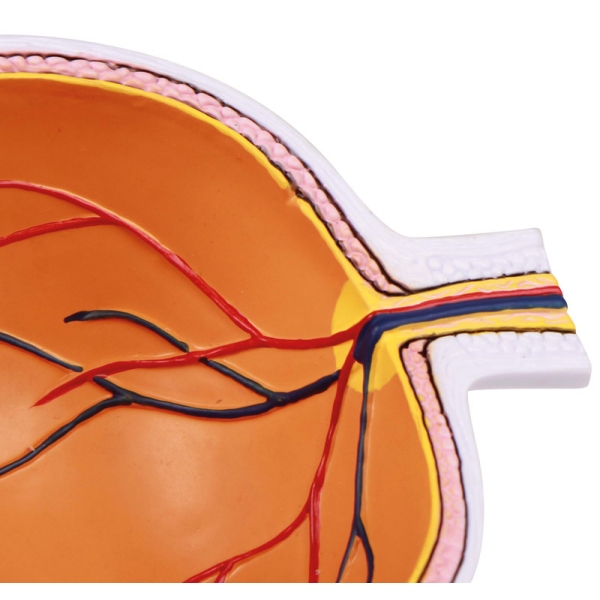Povečana polovica očesa - EZ Augmented Anatomy