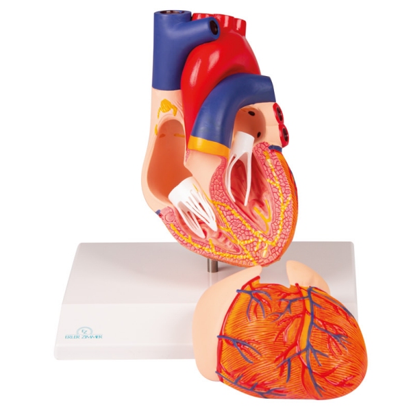 Model srca, dvodelni, s prevodnim sistemom