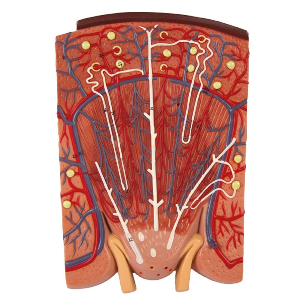 Razdelek ledvic z ledvičnim nefronom in ledvičnim telescem