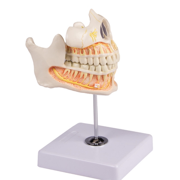 Model stalnih zob