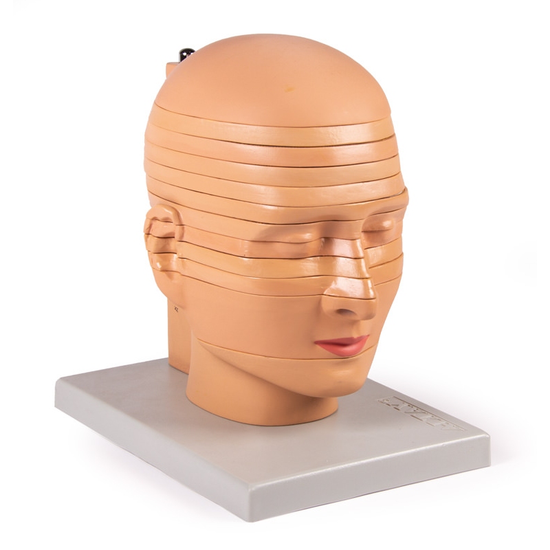 Model glave z diski