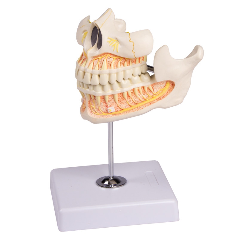 Model stalnih zob