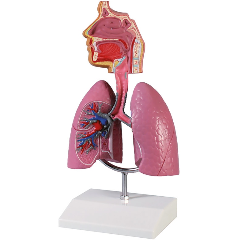 Človeški dihalni sistem - EZ Augmented Anatomy