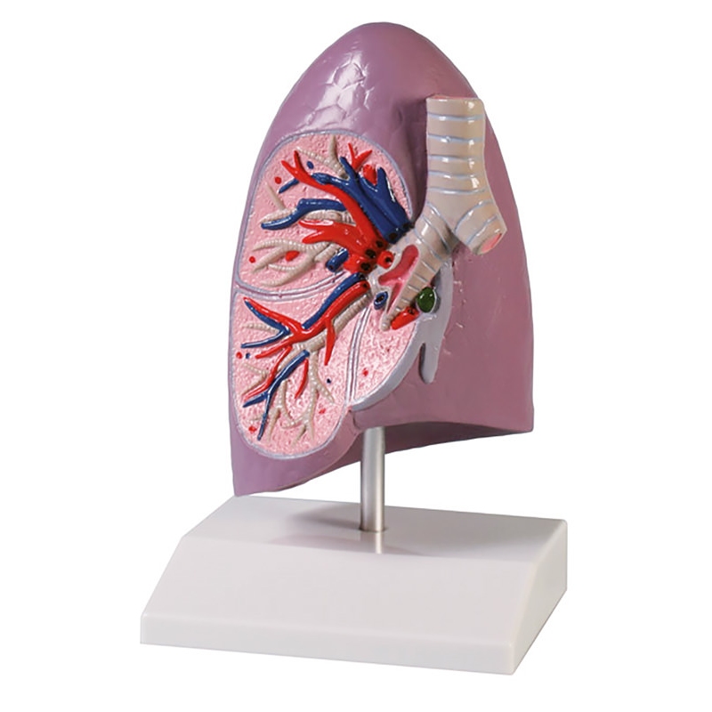 Polovica pljuč v naravni velikosti - EZ Augmented Anatomy